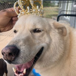 Meet your Posher, Artemus